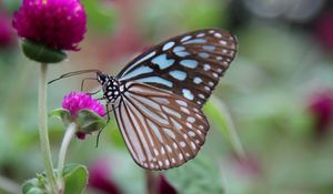 Preview wallpaper butterfly, clover, flower, wings