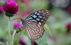 Preview wallpaper butterfly, clover, flower, wings