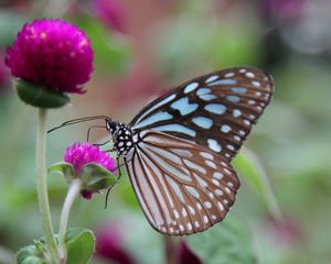 Preview wallpaper butterfly, clover, flower, wings