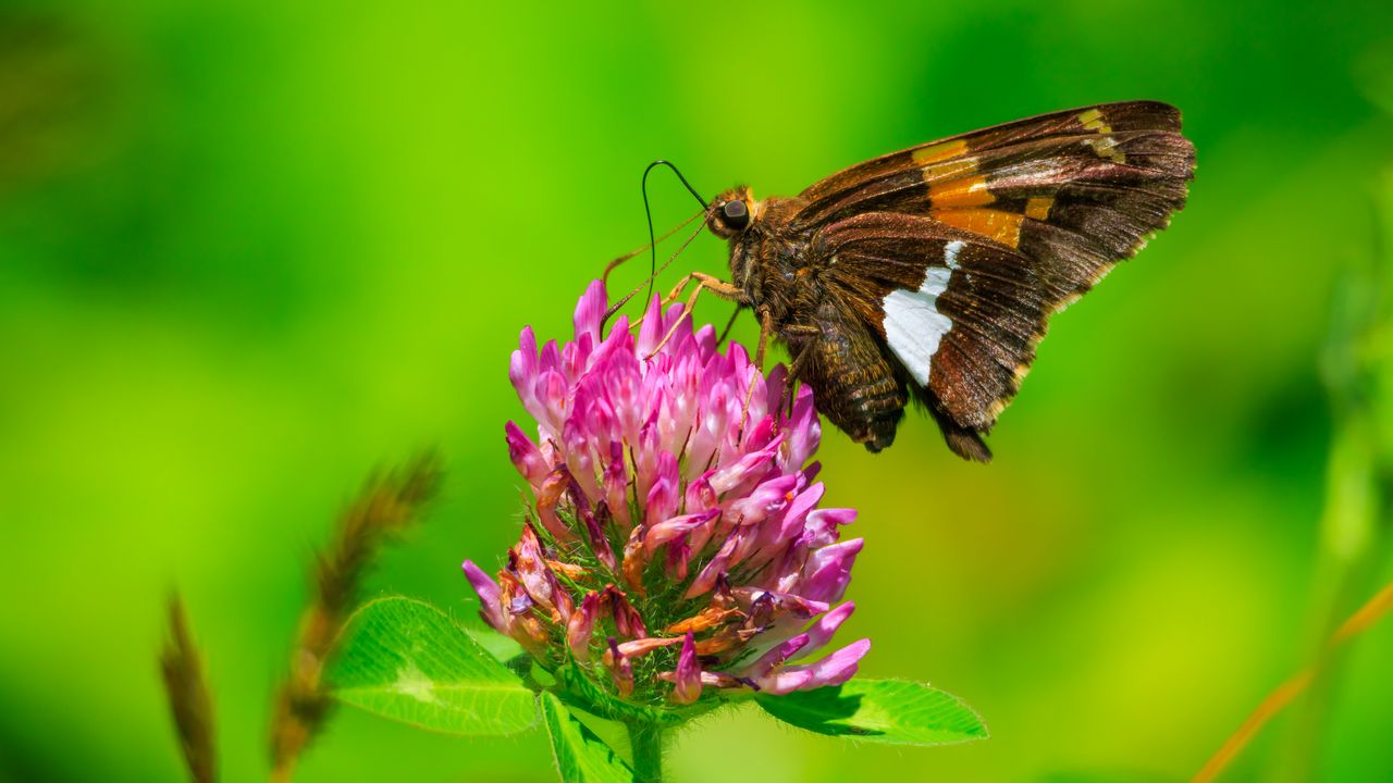 Wallpaper butterfly, clover, flower, plant, macro