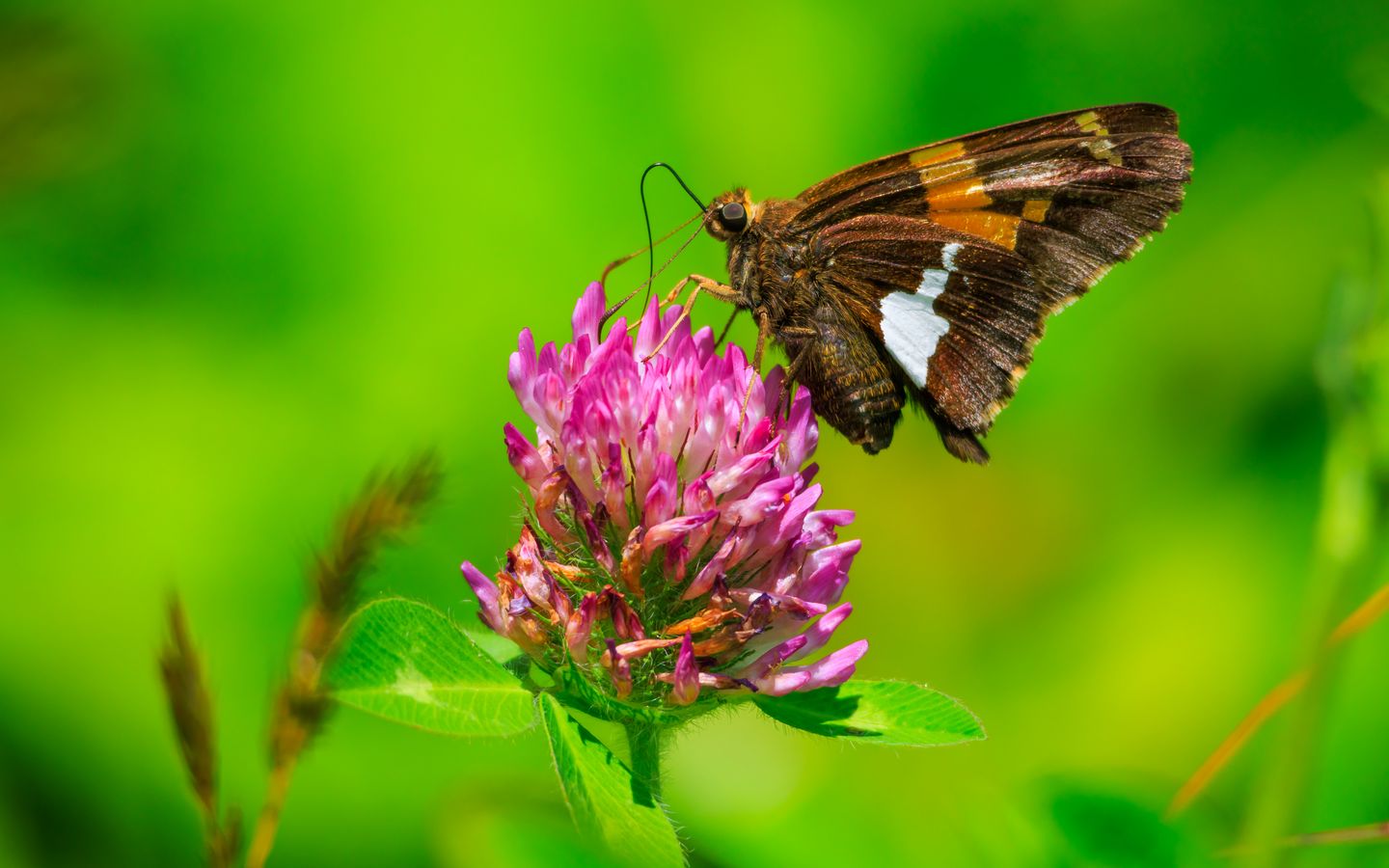 1440x900 Wallpaper butterfly, clover, flower, plant, macro