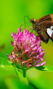 Preview wallpaper butterfly, clover, flower, plant, macro
