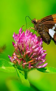 Preview wallpaper butterfly, clover, flower, plant, macro