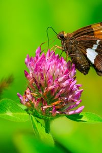 Preview wallpaper butterfly, clover, flower, plant, macro