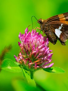 Preview wallpaper butterfly, clover, flower, plant, macro