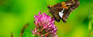Preview wallpaper butterfly, clover, flower, plant, macro