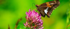 Preview wallpaper butterfly, clover, flower, plant, macro