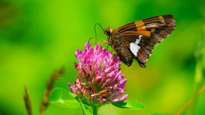 Preview wallpaper butterfly, clover, flower, plant, macro