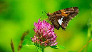 Preview wallpaper butterfly, clover, flower, plant, macro