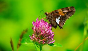 Preview wallpaper butterfly, clover, flower, plant, macro