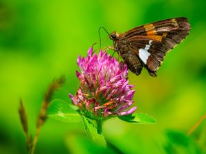 Preview wallpaper butterfly, clover, flower, plant, macro