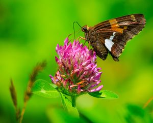 Preview wallpaper butterfly, clover, flower, plant, macro
