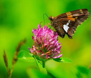 Preview wallpaper butterfly, clover, flower, plant, macro