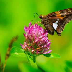 Preview wallpaper butterfly, clover, flower, plant, macro