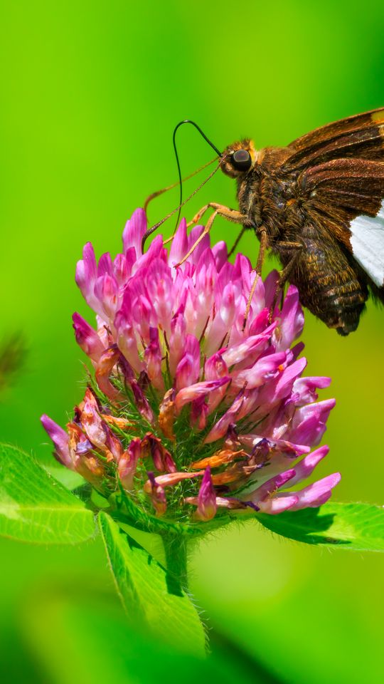 540x960 Wallpaper butterfly, clover, flower, plant, macro