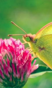 Preview wallpaper butterfly, clover, grass, patterns, insect, plant