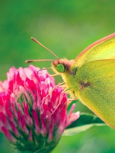 Preview wallpaper butterfly, clover, grass, patterns, insect, plant