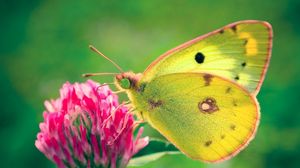 Preview wallpaper butterfly, clover, grass, patterns, insect, plant