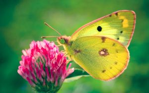 Preview wallpaper butterfly, clover, grass, patterns, insect, plant