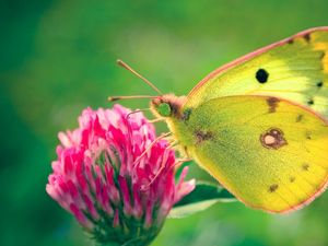 Preview wallpaper butterfly, clover, grass, patterns, insect, plant