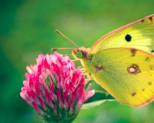 Preview wallpaper butterfly, clover, grass, patterns, insect, plant