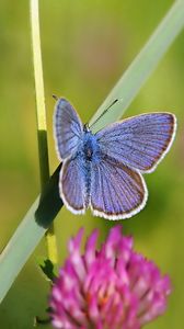 Preview wallpaper butterfly, clover, grass, summer