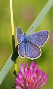 Preview wallpaper butterfly, clover, grass, summer