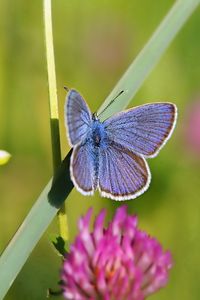 Preview wallpaper butterfly, clover, grass, summer