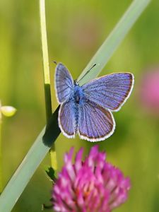 Preview wallpaper butterfly, clover, grass, summer