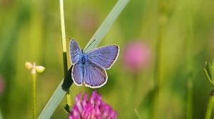 Preview wallpaper butterfly, clover, grass, summer