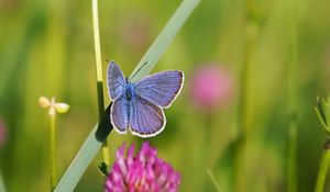 Preview wallpaper butterfly, clover, grass, summer