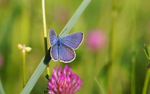 Preview wallpaper butterfly, clover, grass, summer