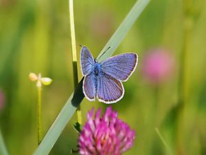 Preview wallpaper butterfly, clover, grass, summer