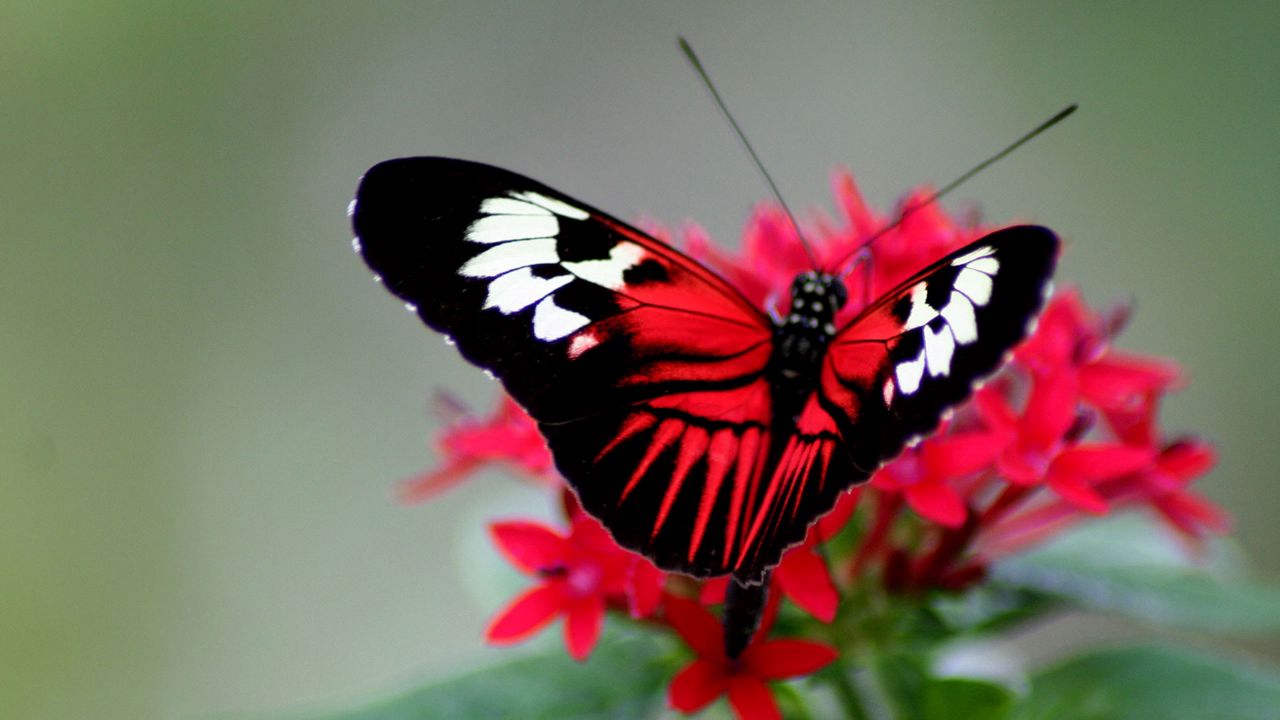 Wallpaper butterfly, color, bright, wings, strips