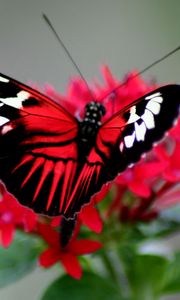 Preview wallpaper butterfly, color, bright, wings, strips