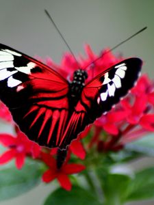 Preview wallpaper butterfly, color, bright, wings, strips