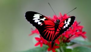 Preview wallpaper butterfly, color, bright, wings, strips