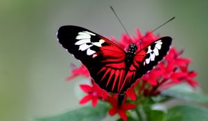 Preview wallpaper butterfly, color, bright, wings, strips