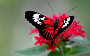 Preview wallpaper butterfly, color, bright, wings, strips