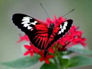 Preview wallpaper butterfly, color, bright, wings, strips