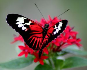 Preview wallpaper butterfly, color, bright, wings, strips