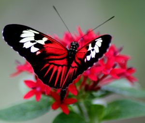 Preview wallpaper butterfly, color, bright, wings, strips