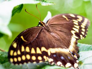 Preview wallpaper butterfly, color, leaves, wings