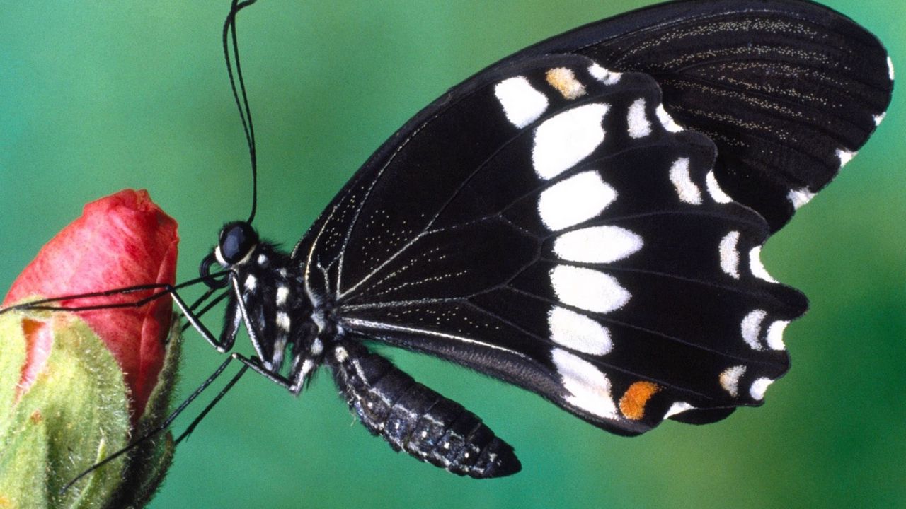 Wallpaper butterfly, color, spots, wings, flower