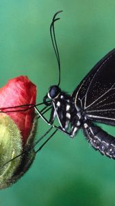 Preview wallpaper butterfly, color, spots, wings, flower