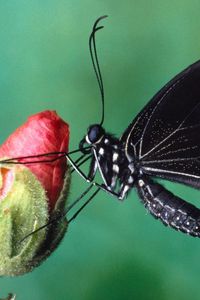 Preview wallpaper butterfly, color, spots, wings, flower