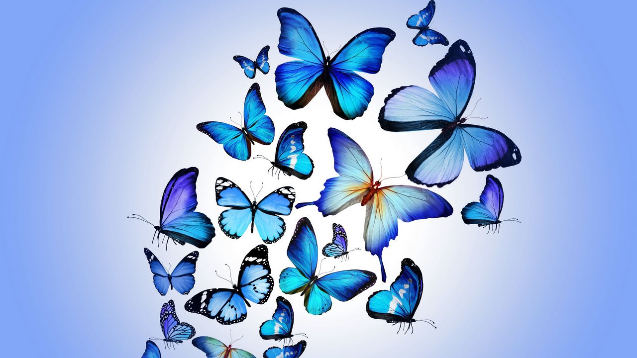 Wallpaper butterfly, colorful, blue, drawing, art, beautiful