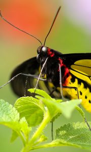 Preview wallpaper butterfly, colorful, close-up