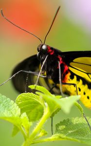 Preview wallpaper butterfly, colorful, close-up