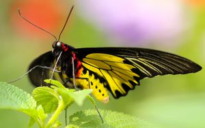 Preview wallpaper butterfly, colorful, close-up